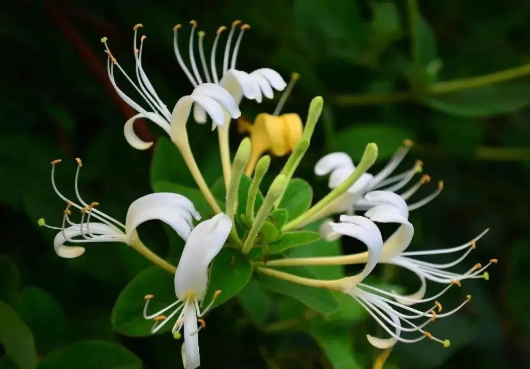 The Dual Role of Honeysuckle in Traditional Chinese Medicine