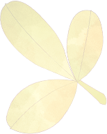 Exploring the Benefits of Fo Shou (Buddha's Hand) in Traditional Chinese Medicine