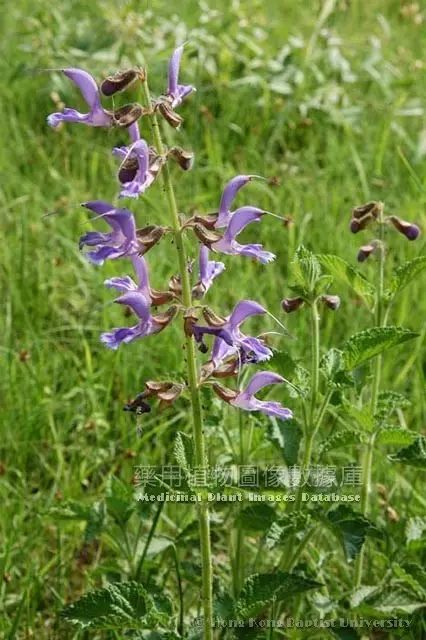 The Ultimate Blood Activator: Dan Shen (Salvia miltiorrhiza)