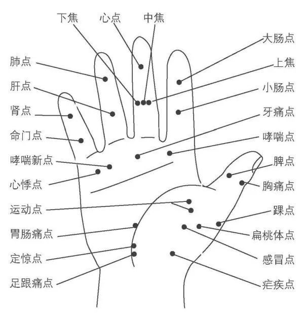 Comprehensive Guide to Holographic Diagnosis in Traditional Chinese Medicine