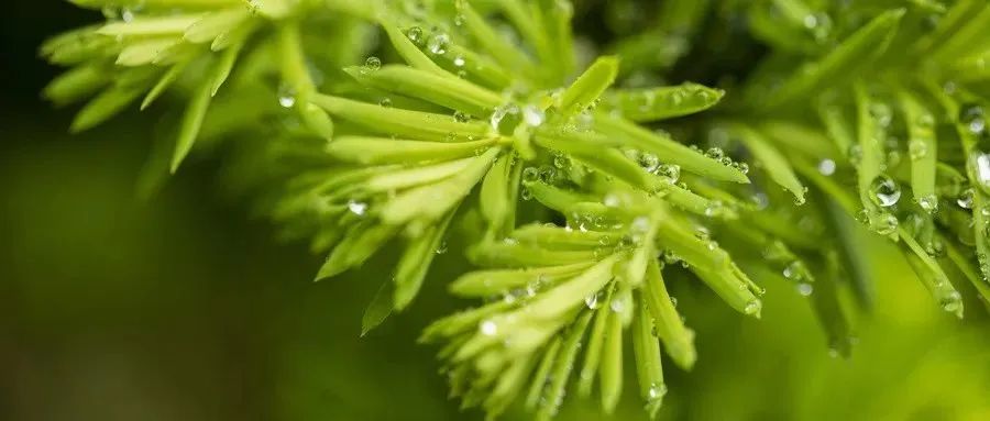 Warm Yang Method Recommended by Famous Physicians of the Yuan Dynasty, Especially Suitable for Those with Spleen and Stomach Deficiency, Qi and Blood Insufficiency, and Yang Deficiency