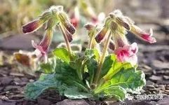 The Top Herb for Blood Nourishment