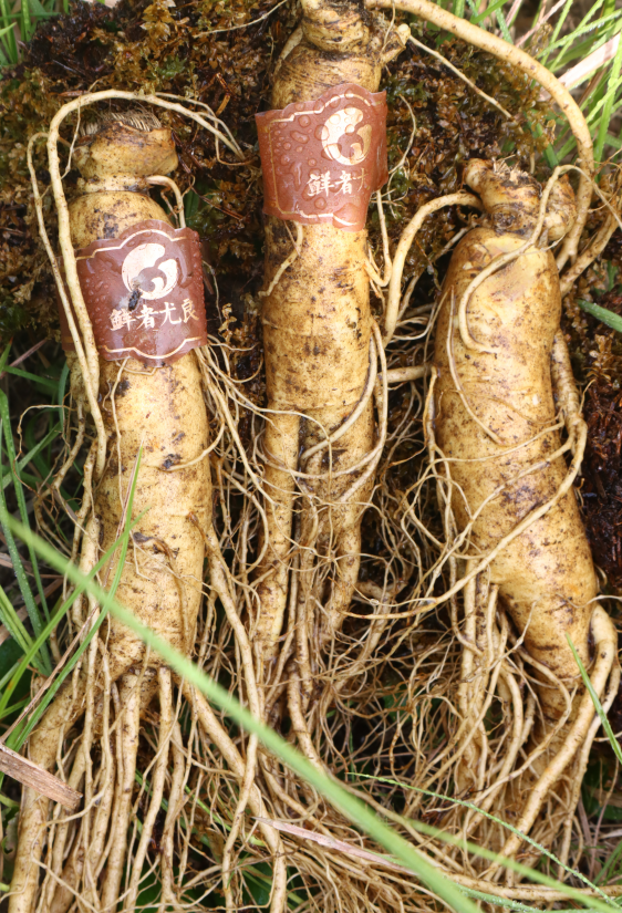 Why Fresh Ginseng is Beneficial? Nourishing and Strengthening Without Causing Heat! How to Consume Fresh Ginseng? Understand It All in One Article!