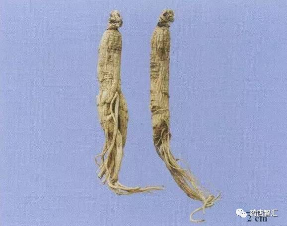 Ginseng: A Comprehensive Overview