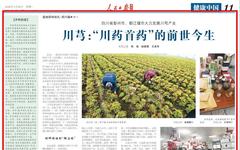 Chuan Xiong: The Premier Medicinal Herb of Sichuan