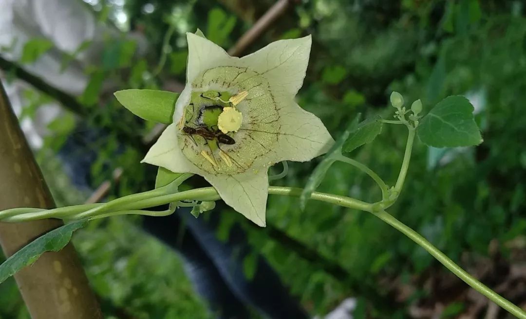 Codonopsis pilosula: A Comprehensive Overview of Its Benefits and Uses