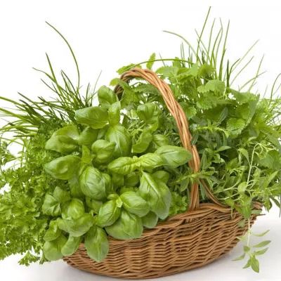 Traditional Chinese Medicine and Herbs: Huang Qi (Astragalus)