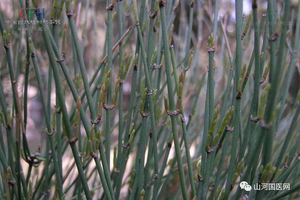 Bencao Gangmu: Mù Zéi (Equisetum) Overview and Applications