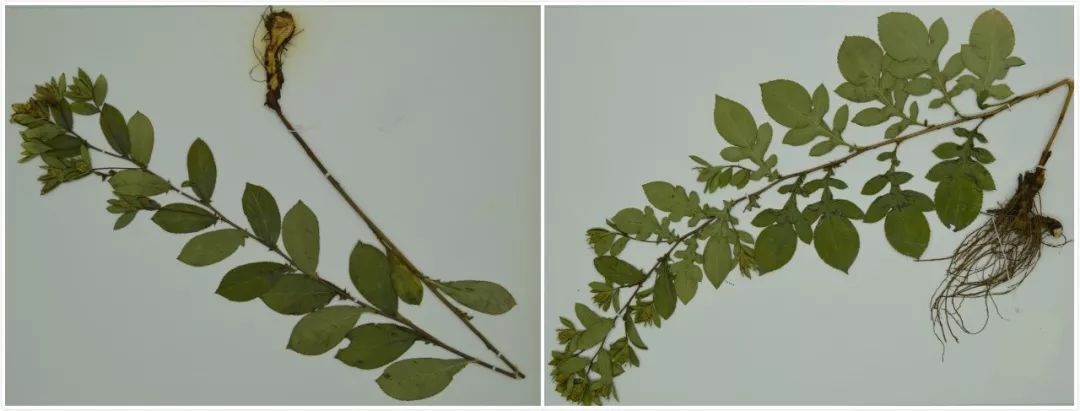 A Comprehensive Guide to Atractylodes (Cang Zhu)