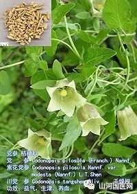 Codonopsis (Dang Shen): A Comprehensive Overview