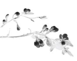 Blood Activating and Stasis Resolving Herbs