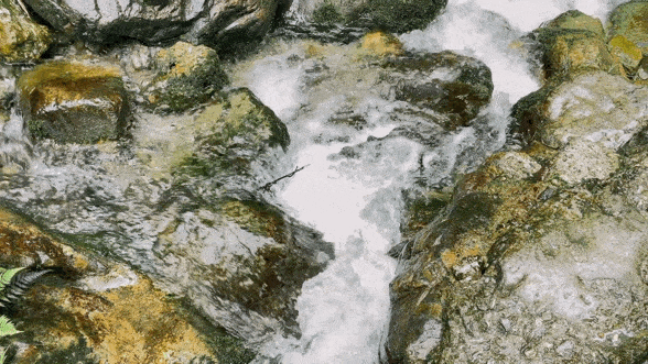 Eliminating Dampness: Tips to Strengthen the Spleen and Assist Yang, Banish Excess "Dampness"