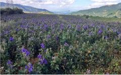 Exploring the Dosage of Aconite: Is It Truly Highly Toxic?