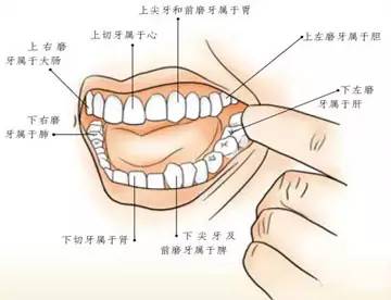 Facial Diagnosis, Eye Diagnosis, Nasal Diagnosis, Ear Diagnosis, Lip Diagnosis, Tongue Diagnosis, and Tooth Diagnosis: A Comprehensive Collection