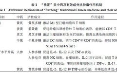 Research Progress on the Mechanism of Antitumor Effects of Traditional Chinese Medicine Based on the Principle of "Supporting the Right and Expelling the Evil"