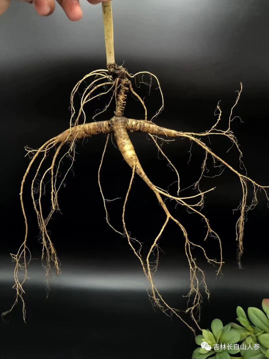 The Numerous Benefits of Regular Ginseng Consumption: Suitable for Four Types of People, but Not for These Three!