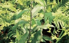 Comprehensive Guide to Chinese Medicinal Resources