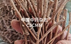 Understanding Liver Qi Stagnation: A Key to Health with Chai Hu Shu Gan San