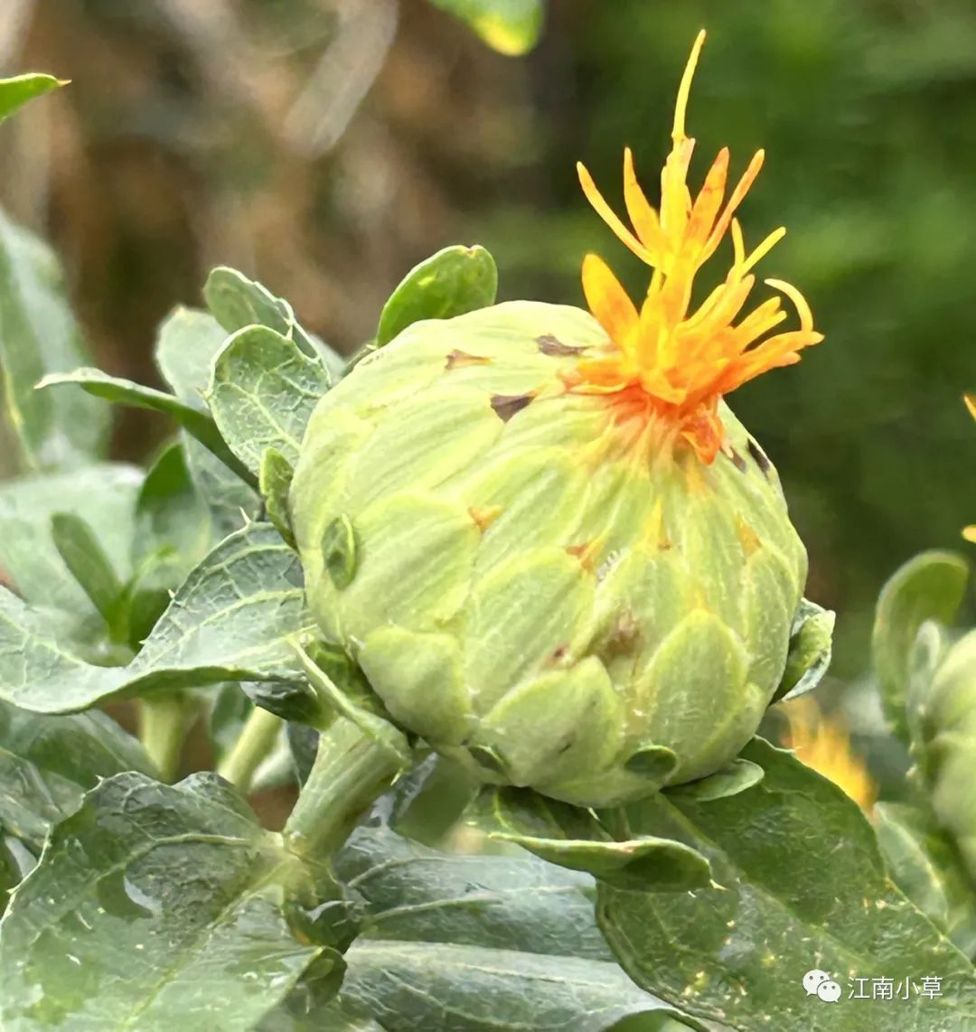 Analysis of Honghua (Safflower) in Traditional Chinese Medicine