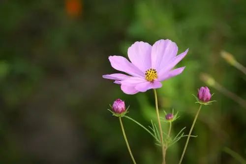 Understanding the Seven Meanings of 'Xu' and 'Shi' in Traditional Chinese Medicine