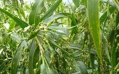 How to Cultivate Coix Seed (Yi Yi Ren)