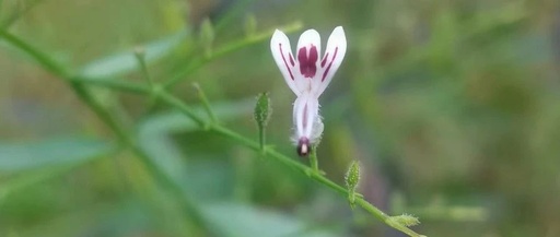 The Bitter Taste of Chuanxinlian: A Precious Herb Not to Be Missed