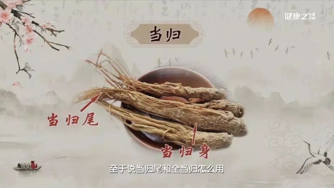 The Efficacy of Angelica Sinensis: Understanding the Differences Between Its Body and Tail for Targeted Treatment