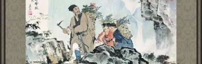 The Story of Cang Zhu (Atractylodes) and Its Medicinal Significance