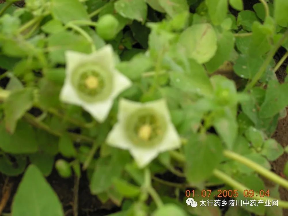 Understanding Codonopsis: The Lesser-Known Ginseng