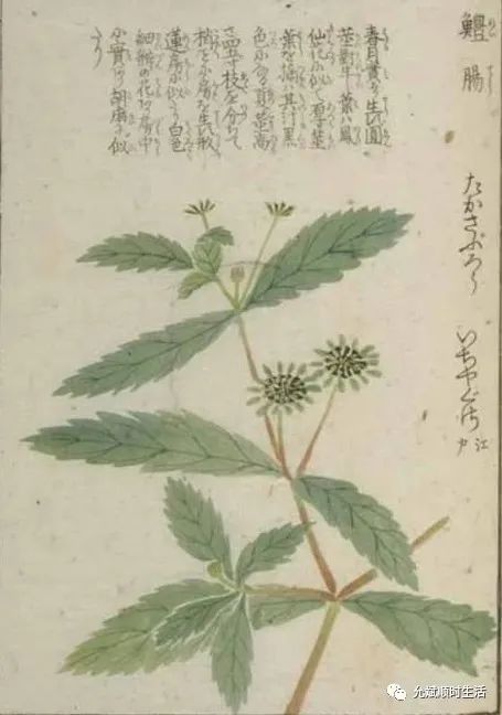 Herbs for Treating White Hair: A Traditional Perspective