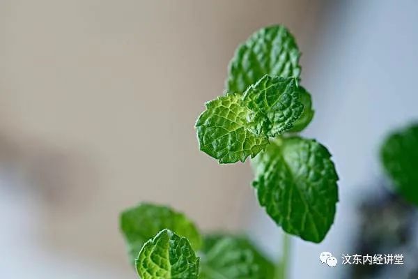 Understanding Wind-Heat Cold in Traditional Chinese Medicine