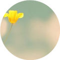 What to Do About Yin and Yang Deficiency with Five Hearts Heat, Dry Mouth, and Throat? Effective Kidney Yin Tonifying Herbs!