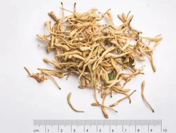 Honeysuckle and Its Perfect Partners: Drinking for Better Health Over Time