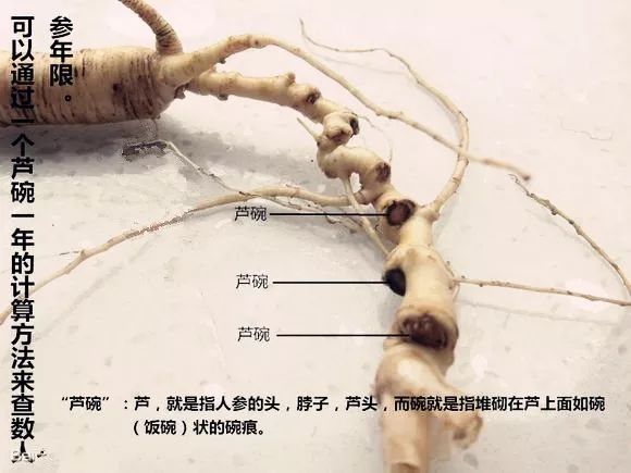 Important Considerations When Using Ginseng