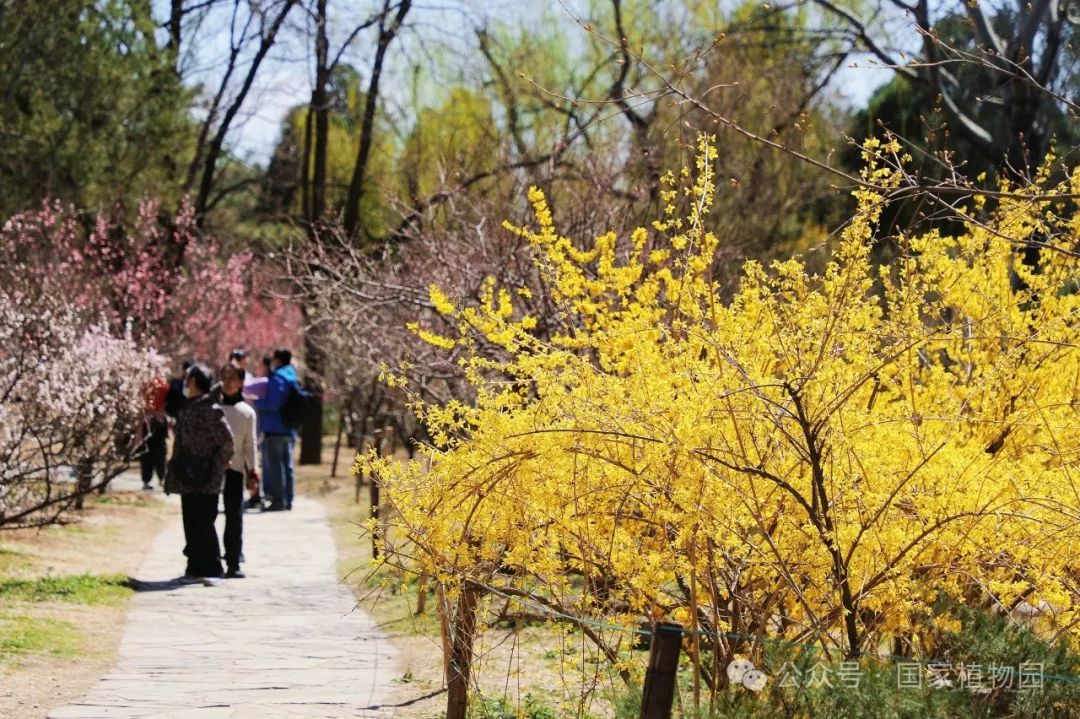 Spring or Forsythia? Distinguishing Their True Appearance