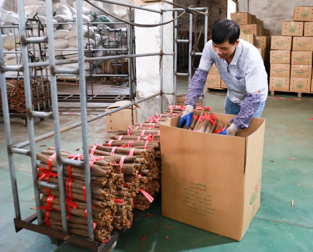 Harvesting Cinnamon: A Journey into the Heart of Traditional Cinnamon Farming