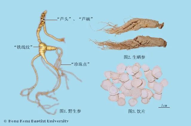 Understanding the Classification of Ginseng for Better Health Benefits