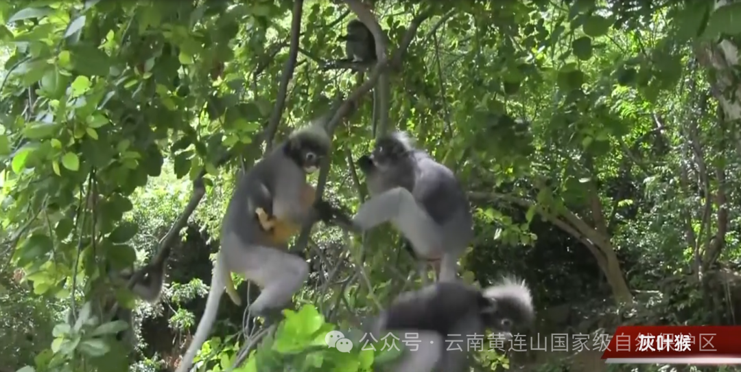 Yunnan Huanglian Mountain: Sowing Hope on Arbor Day