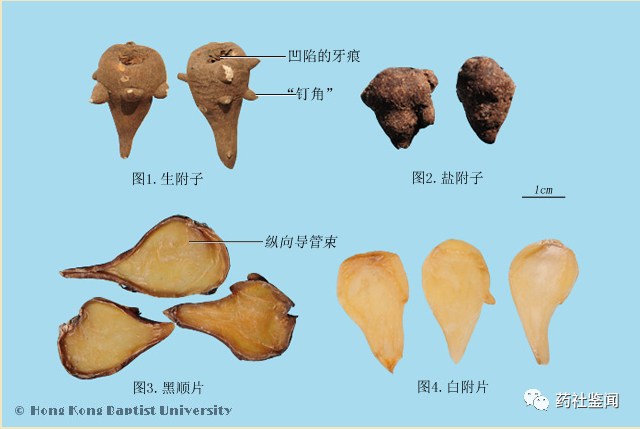 Traditional Chinese Medicine Herb - Fuzi (Aconiti Lateralis Radix Praeparata)