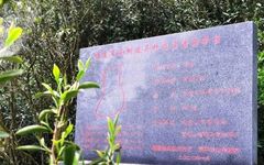 The Aromatic Power of Cinnamon in Wuyi Rock Tea
