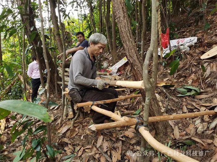 Cinnamon: A Unique and Profitable Tree Species