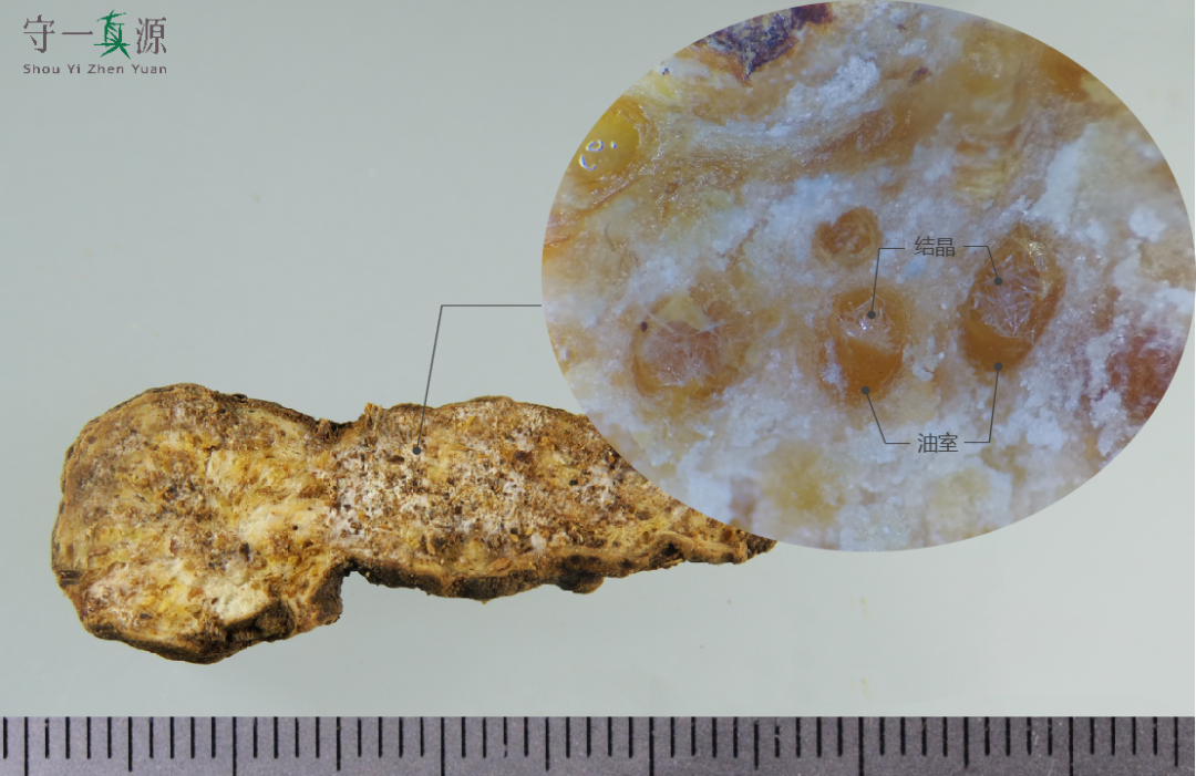 The Sacred Herb for Strengthening the Spleen: Cang Zhu