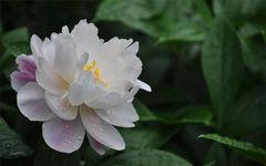 Discussion on Hunan Herbal Medicine | Nourishing Blood, Regulating Qi, and Harmonizing Liver and Spleen