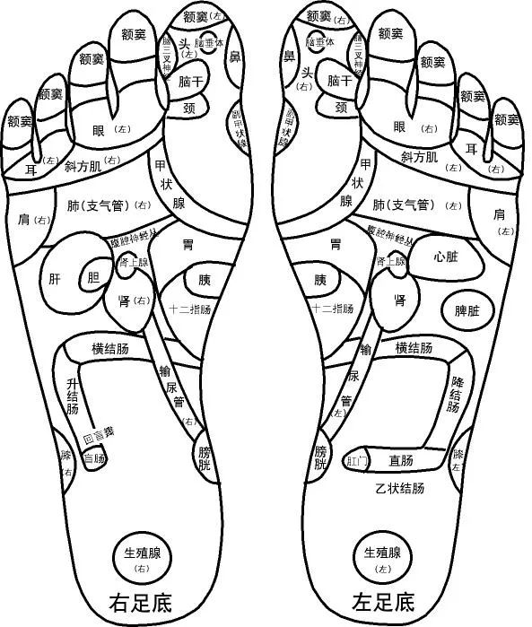 Comprehensive Guide to Holographic Diagnosis in Traditional Chinese Medicine