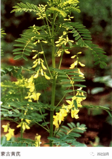Traditional Chinese Medicine - Huangqi (Astragalus Root)