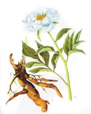 Premium Chinese Medicine | Bai Shao (White Peony)