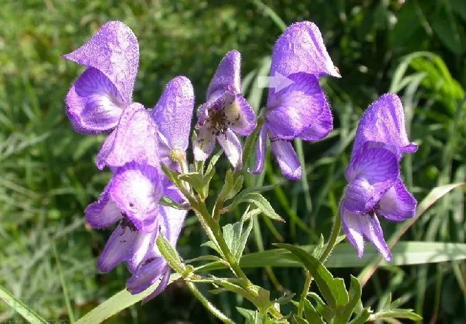 Aconite (Fu Zi) - Properties, Uses, and Preparation in Traditional Chinese Medicine
