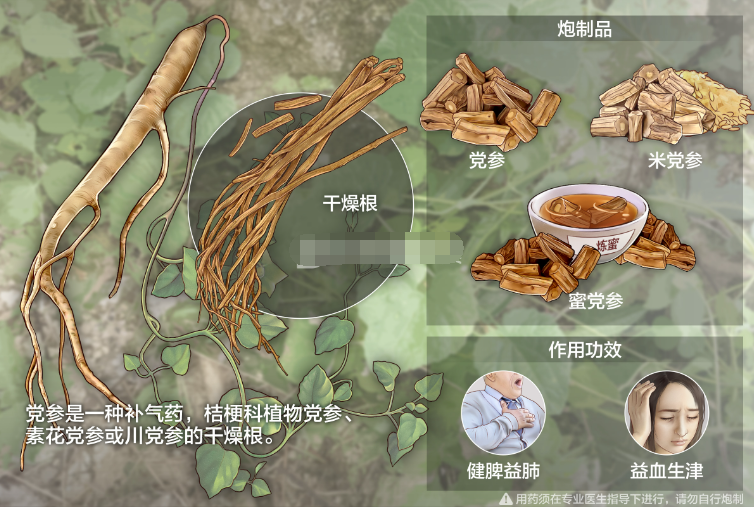 The Efficacy of Dang Shen (Codonopsis pilosula): Tonifying Qi, Strengthening the Spleen and Lung, and Generating Fluids