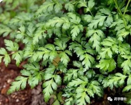 Cultivation and Management of Huanglian (Coptis chinensis)