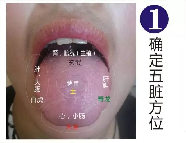 Comprehensive Guide to Observation Diagnosis in TCM